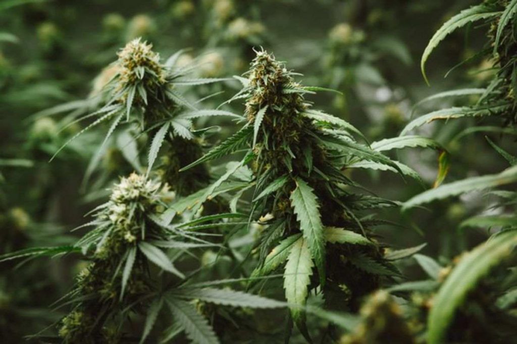 Buy Medical Marijuana Online UK