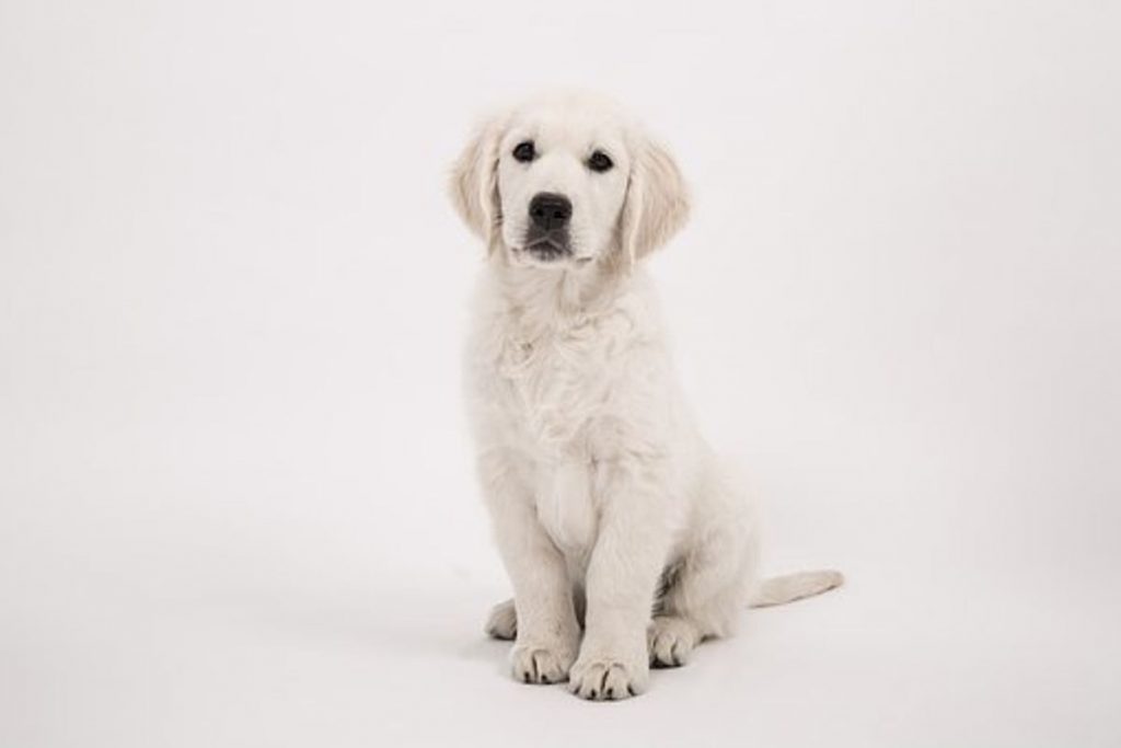 Dog hair cleaning tips