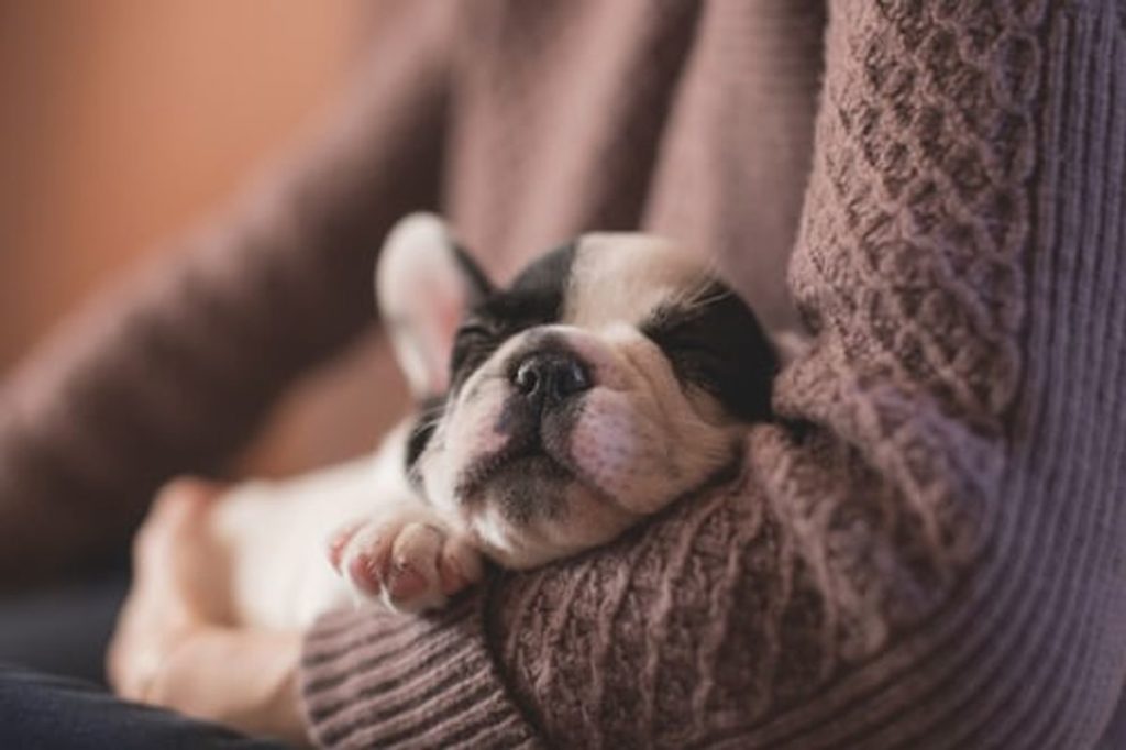 Best pet-friendly accommodation on sunshine coast