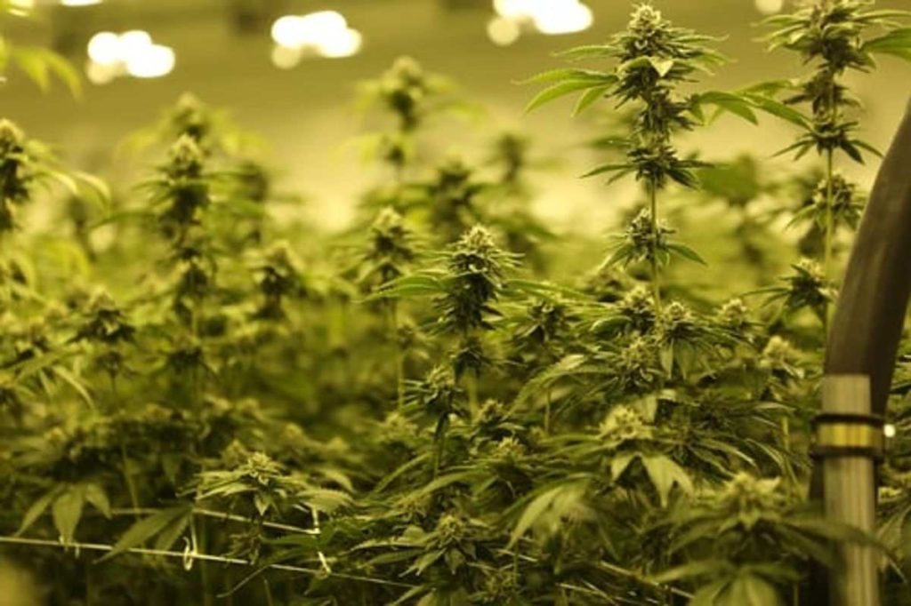 online weed shop