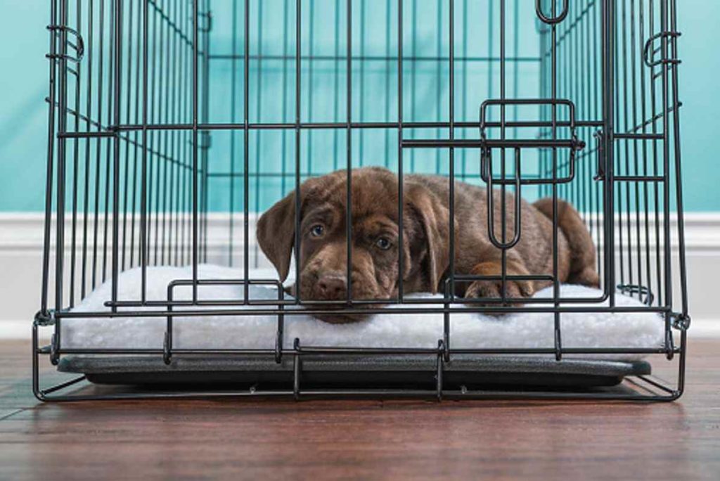 large breed dog crates