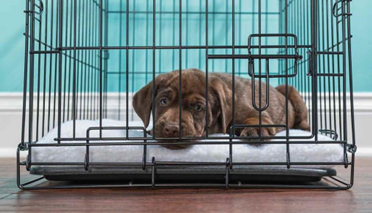 large breed dog crates
