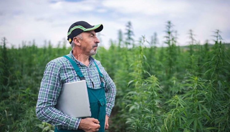 buy weed online Amsterdam