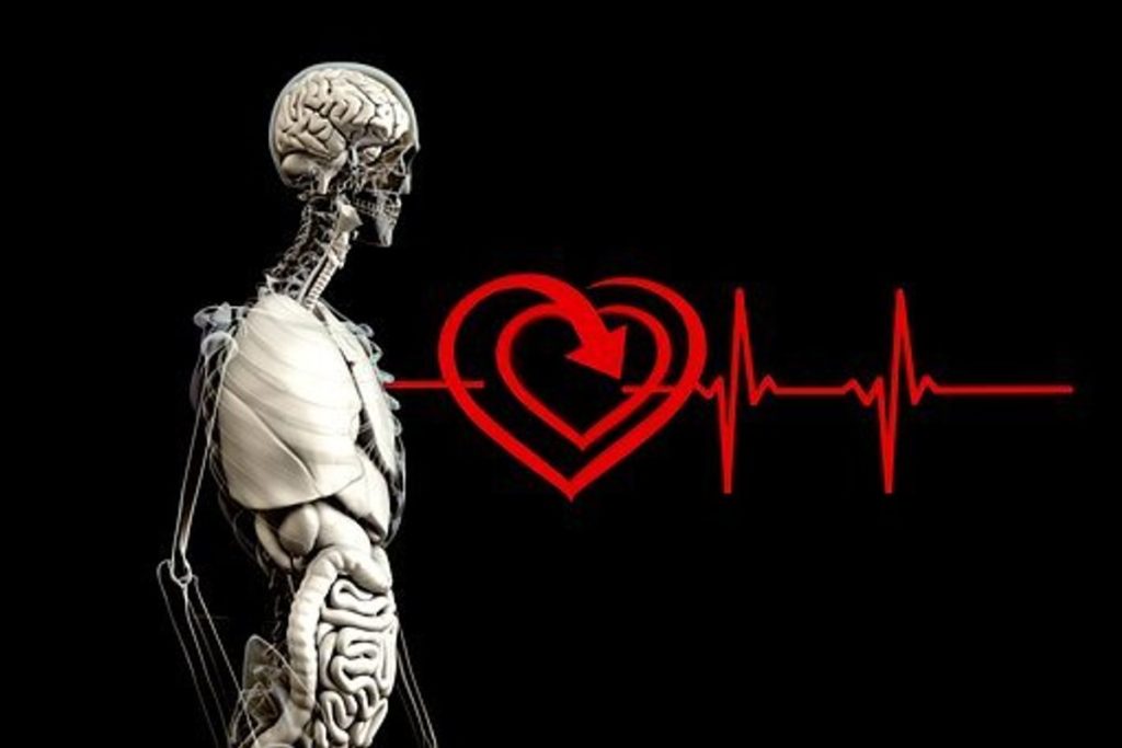 What Heart Rate Monitor