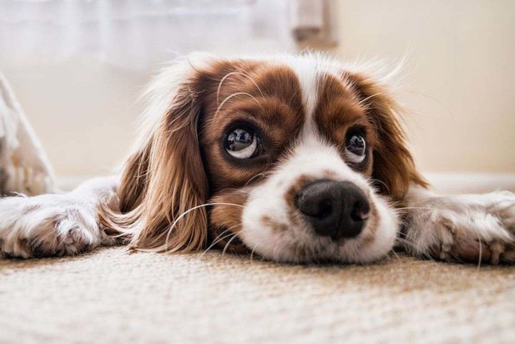 What Kind of Dog To Adopt