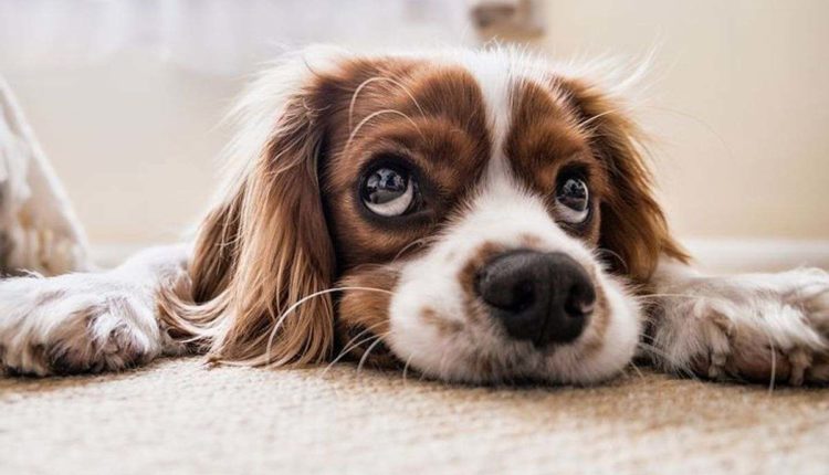 What Kind of Dog To Adopt