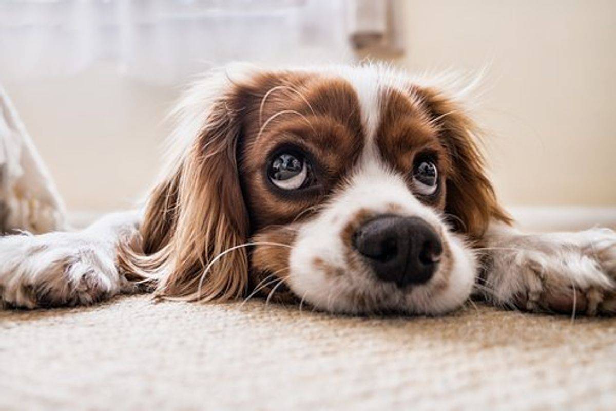 What to Do With Your Pet When Selling Your Home