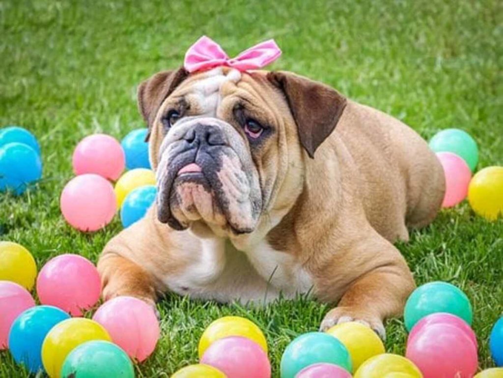 British Bulldog Puppies for Sale