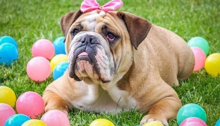 British Bulldog Puppies for Sale