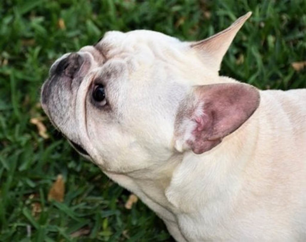 French bulldogs for sale