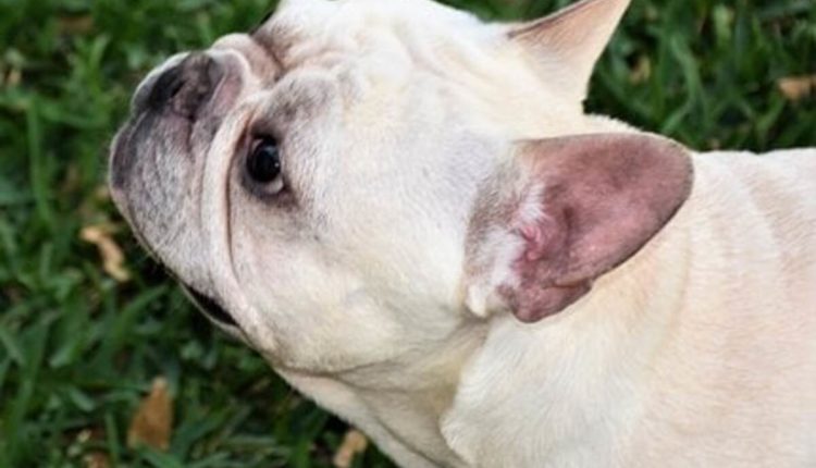 French bulldogs for sale