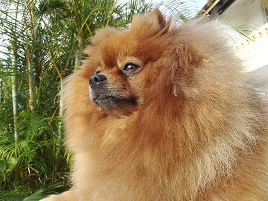 Unusual Dog Names