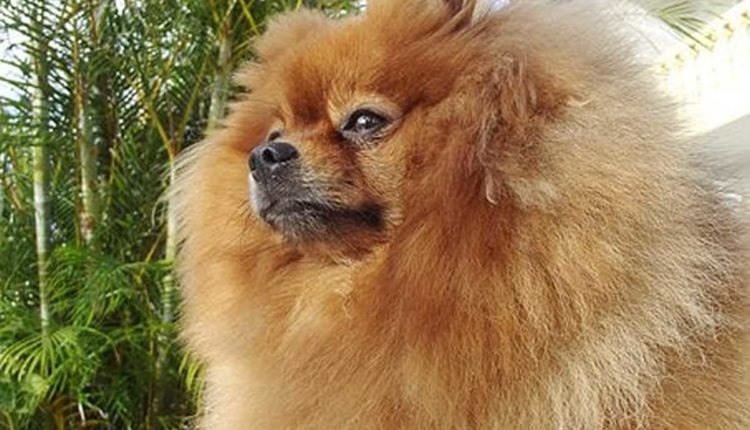 Unusual Dog Names