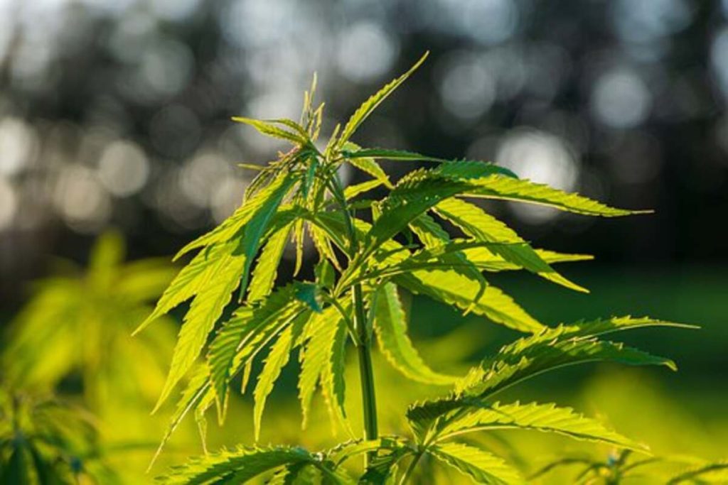 Weed Shop Online New Zealand