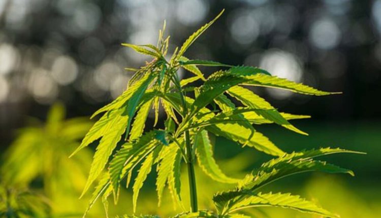 Weed Shop Online New Zealand