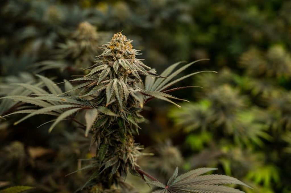 Healthcare Marijuana Laws: What You Should Learn about 14 Legal States