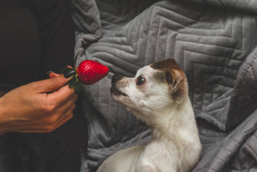 dogs eat strawberries