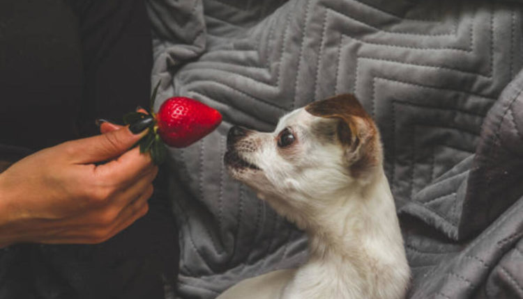 dogs eat strawberries