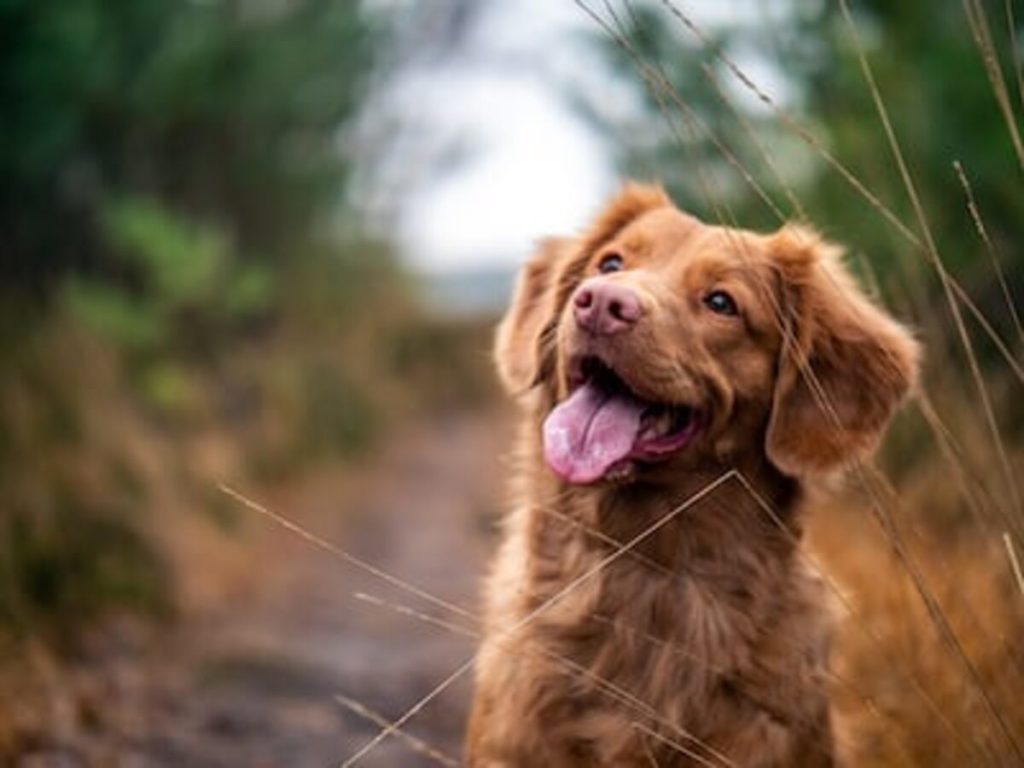 Reviewing affordable pet insurance coverage for dogs in the state of New York
