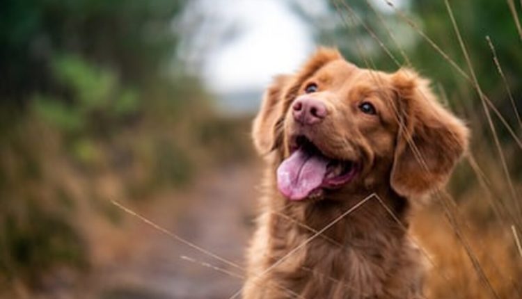 Reviewing affordable pet insurance coverage for dogs in the state of New York