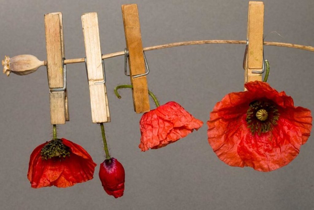 Dry poppy pods