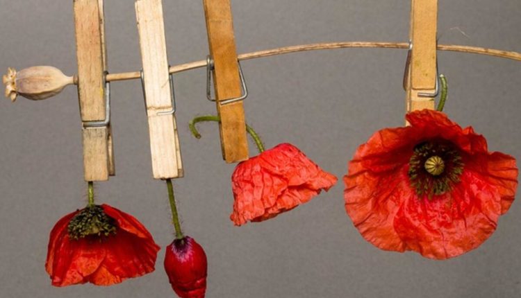 Dry poppy pods