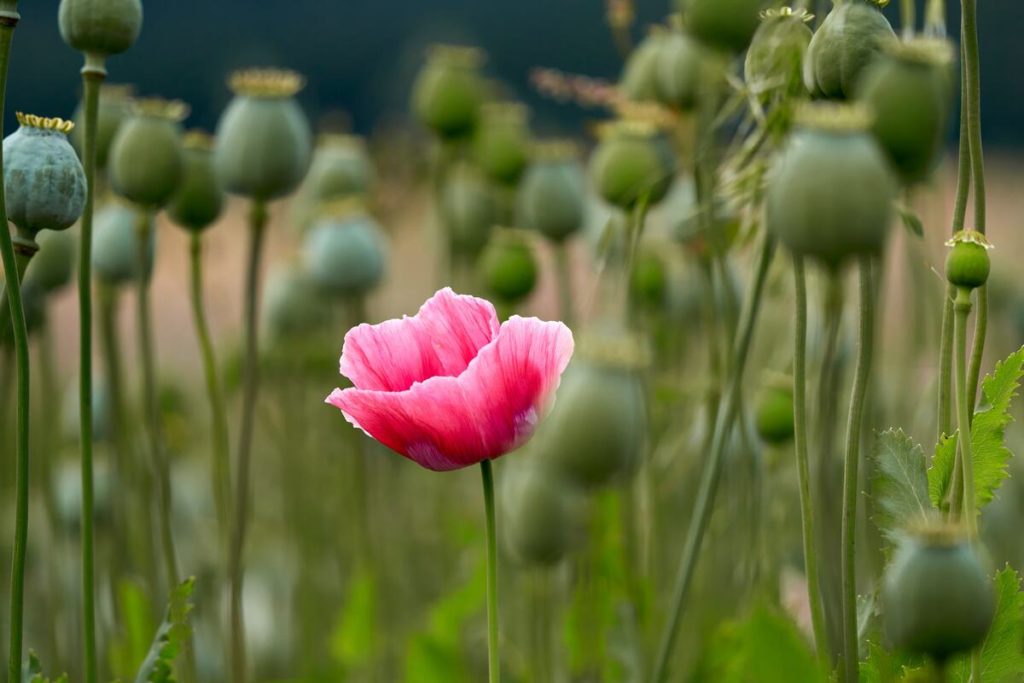 buy poppy pods