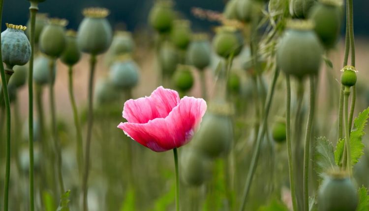 buy poppy pods