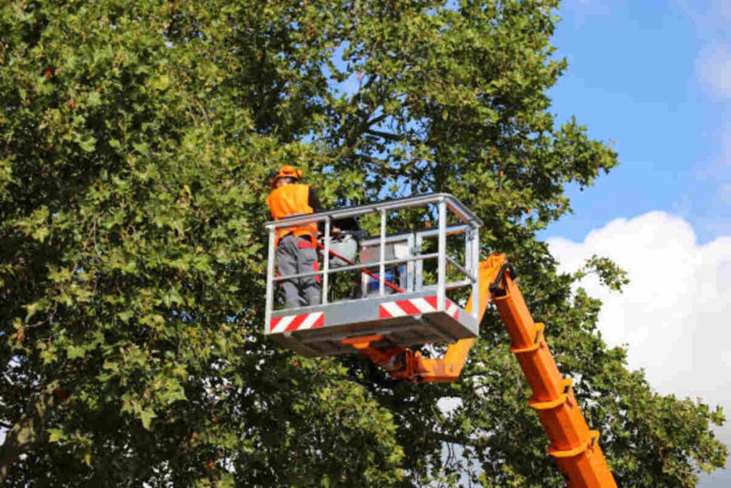 tree service Concord ca