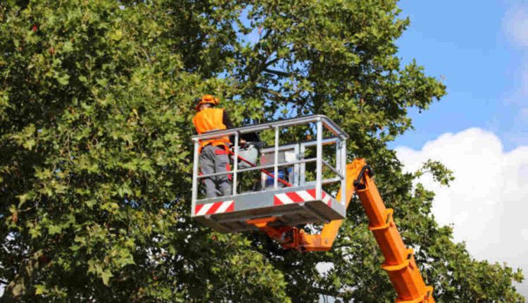 tree service Concord ca