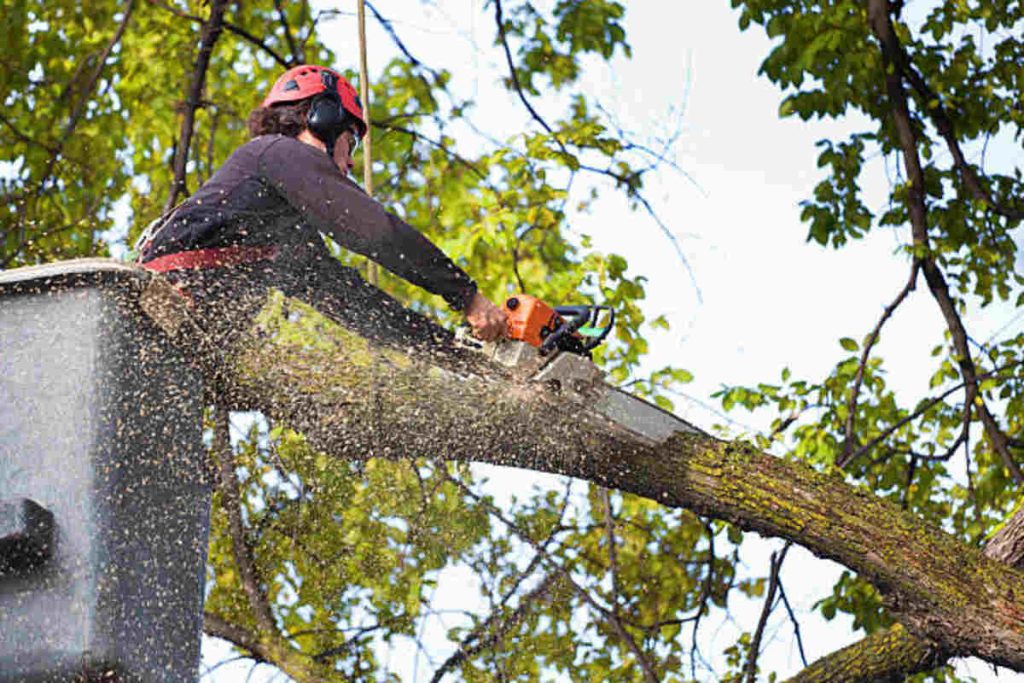 tree service berkeley ca
