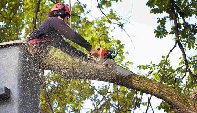 tree service berkeley ca