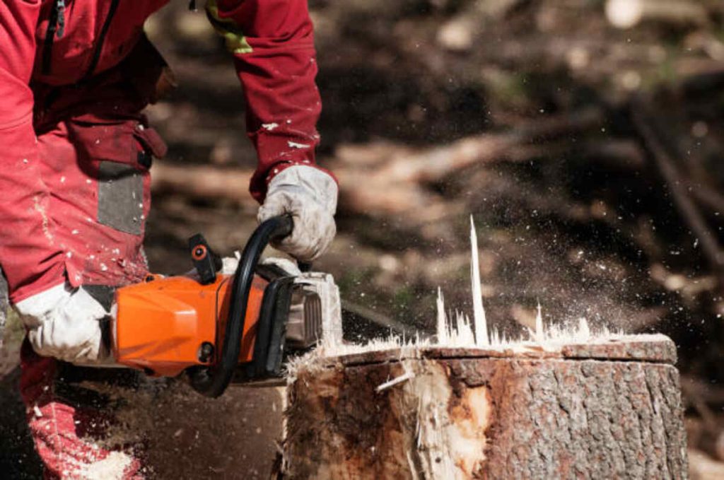 los gatos tree service