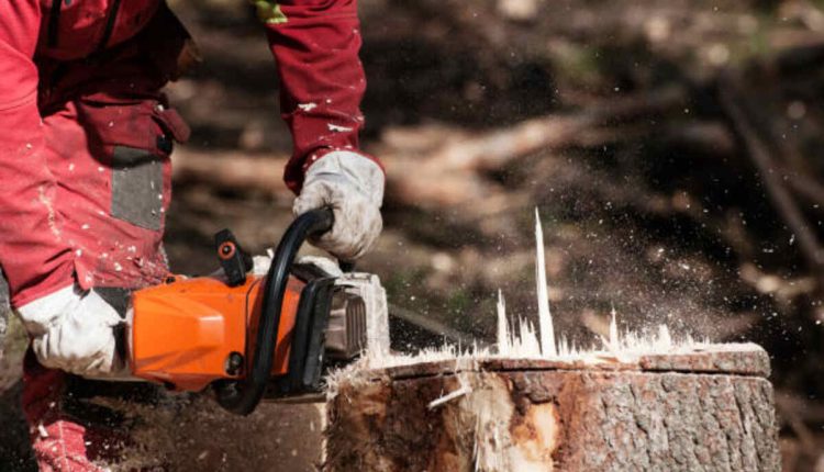 los gatos tree service