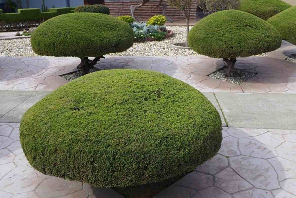 Top rated Tree Service Companies within Katy, Texas