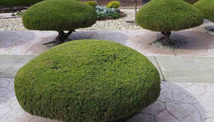 Top rated Tree Service Companies within Katy, Texas